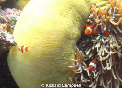 family outing  sealife dc1000 by Richard Campbell 